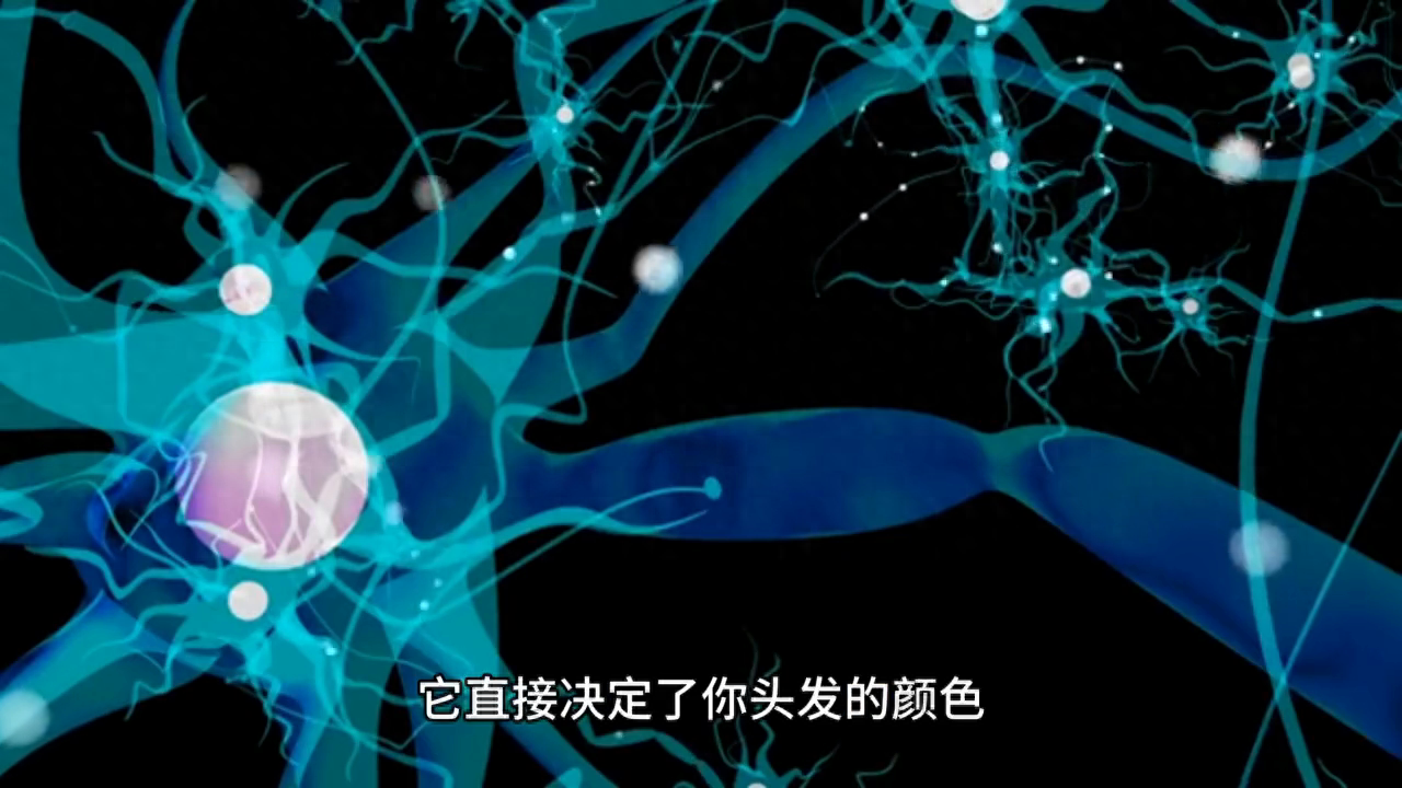 人的头发颜色为什么会不同？